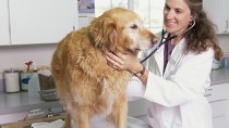 Golden Retriever being examined