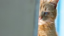 Tips for Getting Your Cat to the Vet