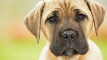 The Top 10 Canine Toxins