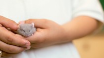 Top Ten Ways to Keep Your Hamster Healthy