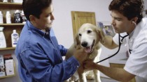 Happy dog at vet's