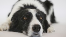 Urinary Tract Infections in Dogs