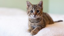 What Vaccines does My New Kitten Need?