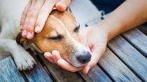 Person holding sick dog