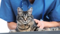 Cat at vet