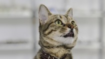 Why Do Cats Drool? It's Never Normal