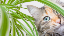 Why Do Cats Eat Plants, and Should I Be Worried?