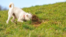 Why do Dogs Eat Dirt and Other Gross Things?