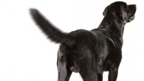 Black Lab wagging her tail