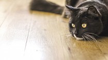  Why do My Cat’s Stools Smell so Bad?