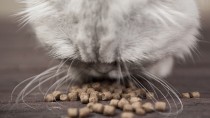 Why Does My Cat Eat so Much (Polyphagia)?