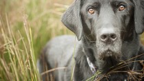 Why Does My Veterinarian Want a Poop Sample?