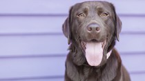 Chocolate Lab looking into the camera 