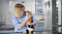 Why Does My Veterinarian Want to Test My Cat for Diabetes?