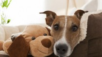 Dog on Couch With Stuffed Dog