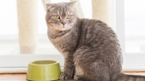 Cat at Bowl