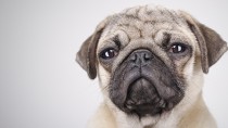 Pug