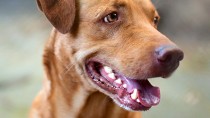 Worn Teeth in Dogs