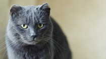 Your Cat and Retroviruses (FELV and FIV)