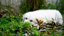 Dog lying in grass