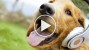 5 Fun Pet Music Videos