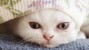 5 of the Sneakiest Pets