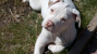 Abandoned and Abused, a Puppy is Saved by a Heroic Pit Bull