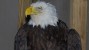 Bald Eagle Rescue Photos