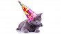 Oldest Cat in the World Enjoy's 24th Birthday!