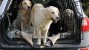 Golden Retrievers in a large car crate