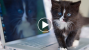 Cats Dominated The Viral Videos This Week–See How!