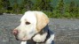 Golden Labrador on a mountain in Maine