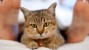 Copy Cats: New Study Shows Feline Moods Influenced by Owners