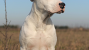 Courageous Dog Survives 9 Days Buried Under Tornado Wreckage