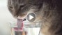 Cute Kitties Drinking in Slow-Mo: Can You Spot The Difference?