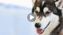 Dog Born with Deformed Front Legs Runs for the First Time