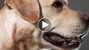 Dog Saves a Life with the Heimlich Maneuver, This Really Happened!