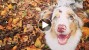 Australian Shepherd in a pile of leaves