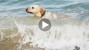 Dramatic Near-death Dog-rescue Caught on Tape