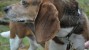 Beagle looking over shoulder in forest