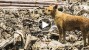 Abandoned Junkyard Dog Risks Life Daily to Care for Other Animals
