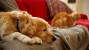 Many Cats and Dogs are victims of domestic violence