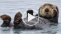Orphaned Baby Sea Otter Finds New Home
