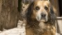 Pet Conditions are Improving in Developing Countries: My First Hand Account
