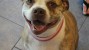 Smiling white pit bull in practice waiting room