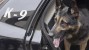 Police Dogs May Face Early Retirement—Find Out Why!