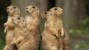 Prairie Dog Deaths Cause Concern about the Plague