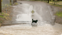 Dog survives mudslide