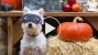 5 Horribly Hilarious Halloween Pet Videos #1