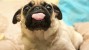 10 Adorable Pugs